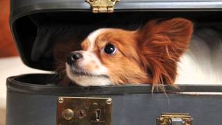 Pet Friendly Hotels Winston-Salem, North Carolina