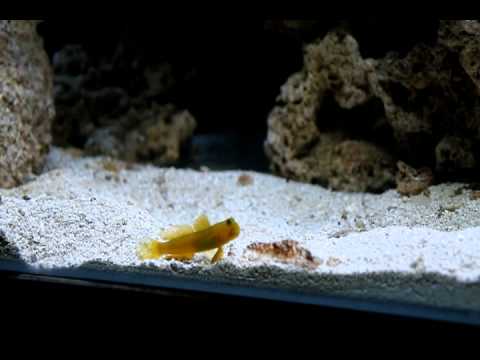Yellow Watchman Goby and Tiger Pistol Shrimp Initial Pairing Pair First Time