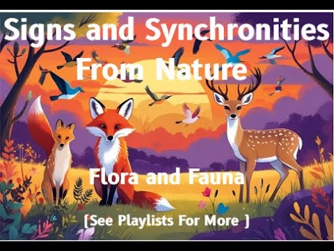 White Swan Message | Divine Feather Messenger Oracle #feather #animal #sign #synchronicity