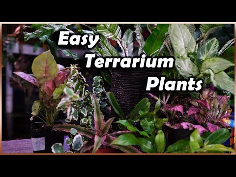 Plants For Terrariums || Terrarium Tuesday
