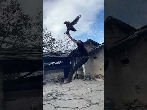 Funny Videos #shorts #comedyvideos #viral #trending #ytshorts #funny #shortvideo #short😅😆🤣