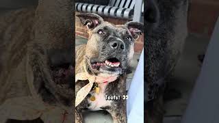 Video preview image #1 Mutt Puppy For Sale in Rockville, MD, USA