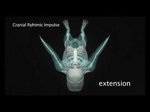 The Cranial Rhythmic Impulse - Lyons Institute Biodynamic Craniosacral Therapy