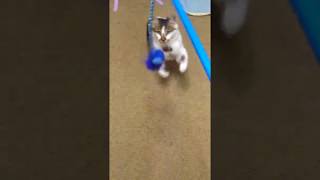 ねこと遊んでみたw