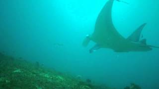 preview picture of video 'Manta Ray / Manta Bowl, Ticao Island Philippines 2012  Scuba diving'