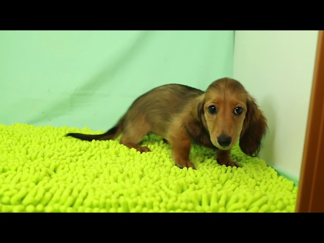 ブリーダー/ショップマロニエケンネル MARRONNIER KENNELのダックスフンド・ミニチュア・ロングで番号が2602です