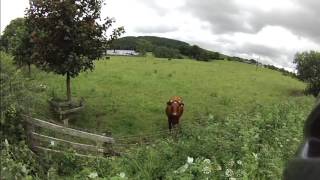 Hello Mr Cow