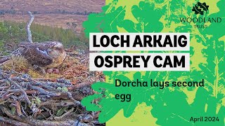 Female osprey lays second egg - Loch Arkaig Osprey Cam