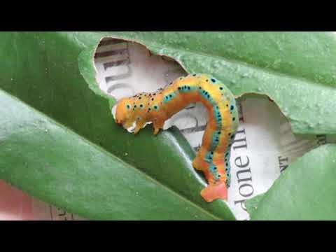 Blue Tiger Moth Caterpiller