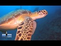 Turtle 3 Anchor Dive Site