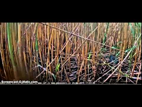 29/06/2015  17:31  Snake appears on Bittern nest