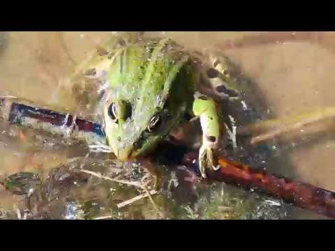 Dla ochłody żabka -Strażnik polskiej wody -Stanisław Wierzchowski IŁAWA.