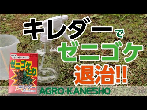 園芸 芝生のコケとの戦い