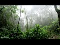 Rainforest Rain Sounds For Sleeping Or Studying White Noise Rainstorm 2 Hours