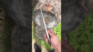 Download lagu  Wyatt Hines, Heartstopper Bowie, The strongest one on the planet! mp3 Download lagu  Wyatt Hines, Heartstopper Bowie, The strongest one on the planet! mp3