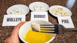 Which Fish Makes the BEST “Poor Man’s Lobster”? (Walleye vs Pike vs Burbot Catch and Cook!)