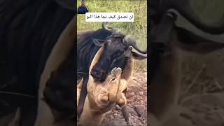 سرتاللحظة التي أجبرت اللبؤة على الانسحاب! ⚠️ #Shorts
