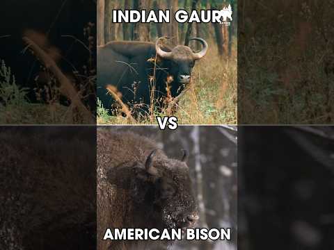 Indian Gaur VS American Bison - Who would win? #indiangaur #americanbison #shorts