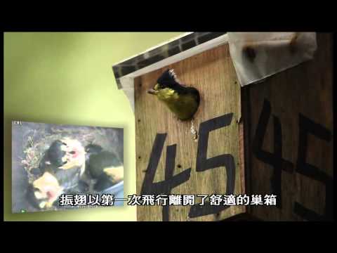 2014有影秀台灣 - 展翼的繆思 台灣特有種鳥類的故事