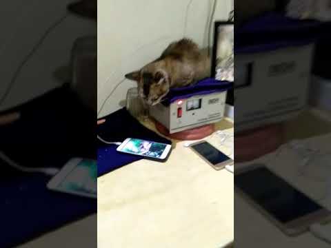 Funny video cat