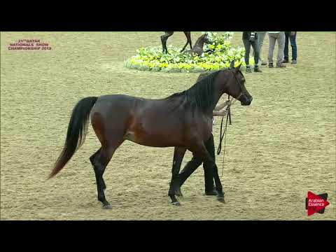 N.275 FAI AL SHAQAB - 21st Qatar National 2018 - Mares 7 to 10 Years Old (Class 10)