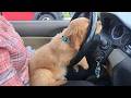 New FUNNY PUPPIES 2025 Will Make You LAUGH YOUR HEAD OFF