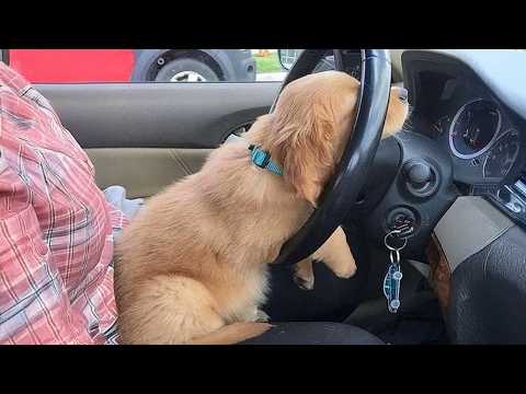 Les nouveaux chiots drôles 2025 vous feront rire aux éclats