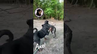 Video preview image #1 Rottweiler Puppy For Sale in White Hall, AR, USA