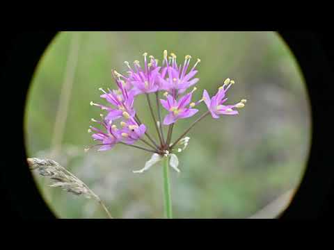 Allium stellatum (Prairie Onion) - YouTube