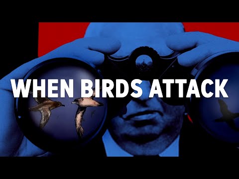 Could Bird Attacks Like In Alfred Hitchcock's 'The Birds' Actually Happen In Real Life?
