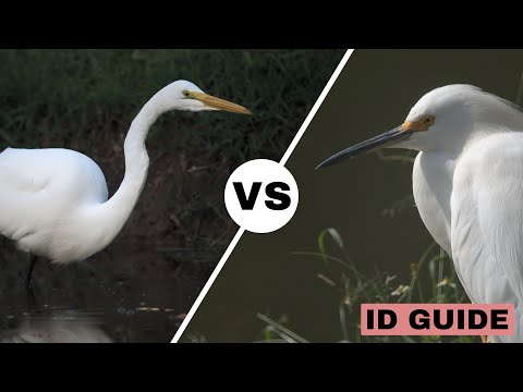 Great Egret vs Snowy Egret | ID Guide