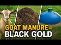 Goat Manure Magic From Fertilizer To Biogas Energy