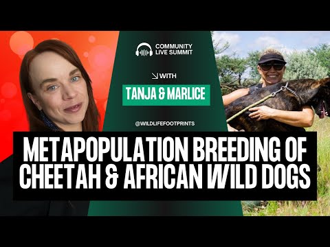 Metapopulation breeding of cheetah and African wild dogs  with Marlice van Vuuren 🌿