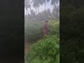 Navitha Gardening Vlogs Is Live