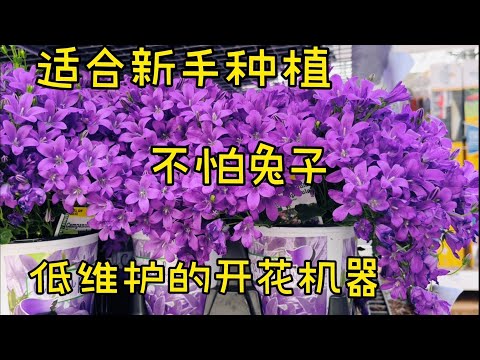 小花 植物