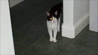 Electric Light Orchestra - Rockaria! (2012)