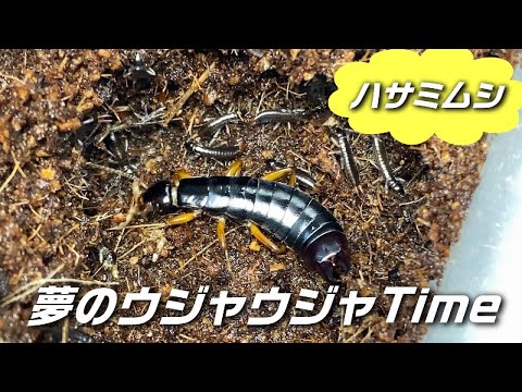 オスのハサミムシ (Forficula auricularia)