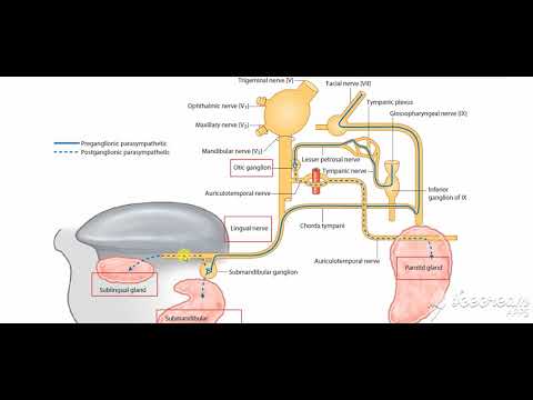 Submandibular salivary gland nerve supply 1