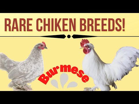 , title : 'Burmese chickens| Burmese Bantam| Burmese Bantam Chickens| Rarest chicken in the world'