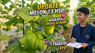 UPDATE MELON 13 HSP: Pertumbuhan Gila vs Serangan Layu Mendadak! 😱 🌱