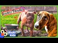 These Dogs Keep Making The BIGGEST Messes Dodo Kids Bad Boys And Girls
