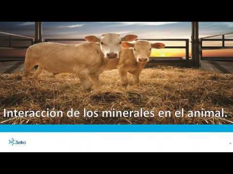 , title : 'Webinar especializado en Ganado de Carne Trouw Nutrition'
