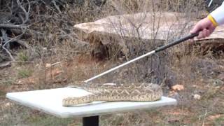 Rattlesnake bites camera at Sweetwater Texas 2013 Rattlesnake Roundup