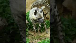 Hienas predadoras alfas