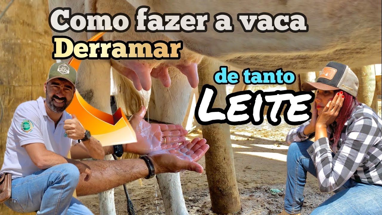 ALTA PRODUTIVIDADE COM SETE VACAS EM TERRA DE TRÊS HECTARES | É MUITO LEITE | COMO EU CONSEGUI ISSO?