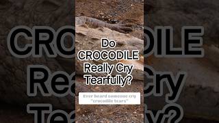 Do CROCODILES Really Cry Tearfully?