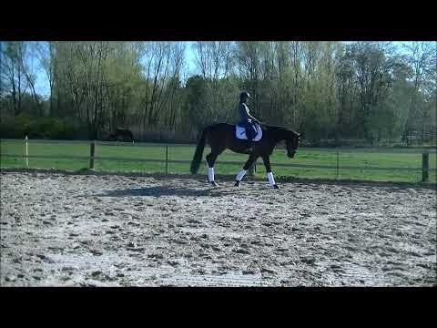 Wallach vom Zansibar x Royaldik/geb. 2015