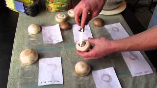 An Experiment: Growing Mushrooms - Collect Spores with Mushroom Spore Prints 1 of 6 TRG 2015