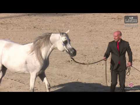 N 313 D ARGHAD   ERAB Arabian Horse International Show 2024   Stallions 7+ Years Old Class 12