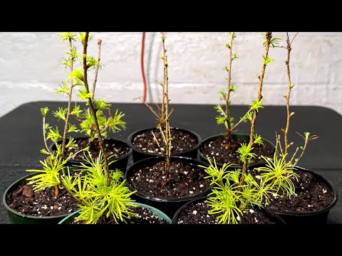 Japanese Larch Seedling Growing || Super Bonsai
